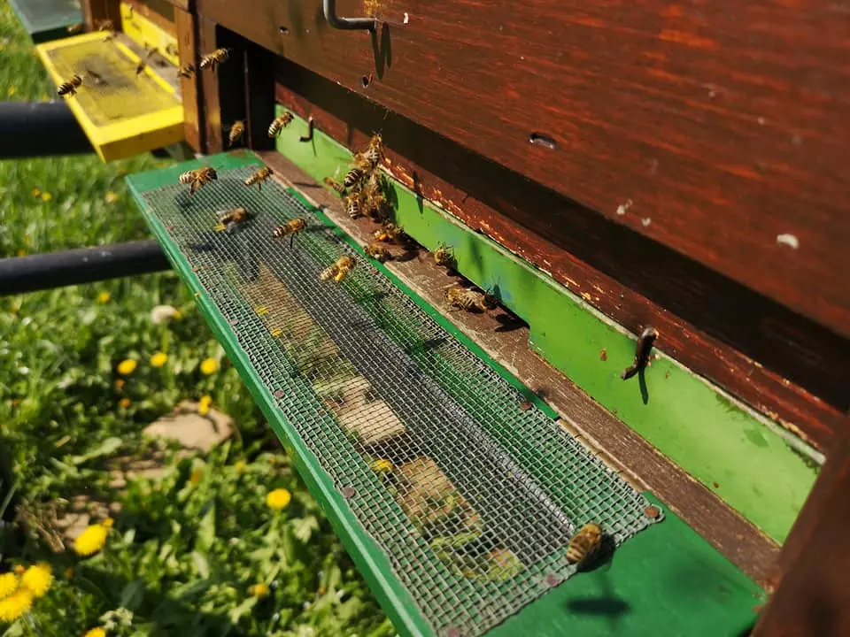 Utrinki iz čebelnjaka 20